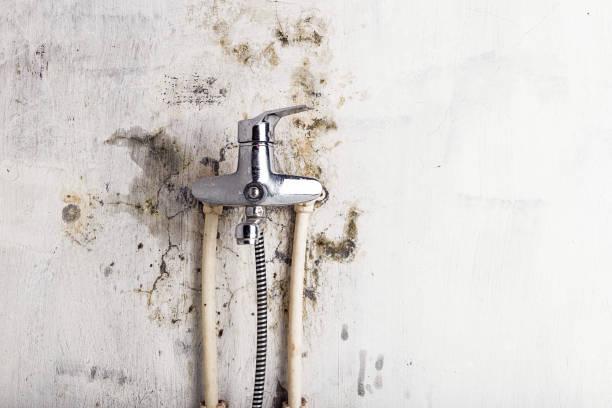 Best Best Mold Removal Companies  in Sparta, IL