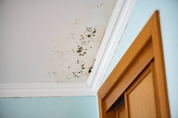 Best Mold Cleaning Services  in Sparta, IL