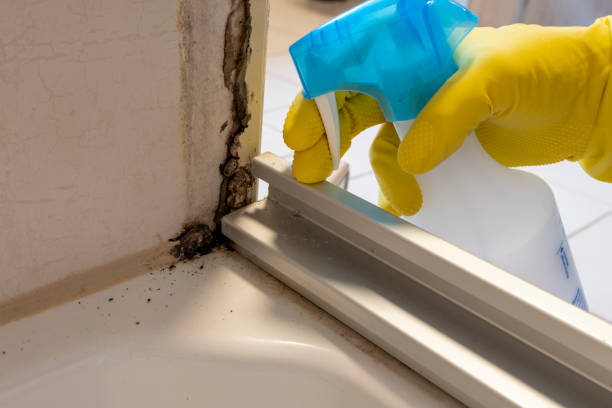Best Home Mold Removal  in Sparta, IL