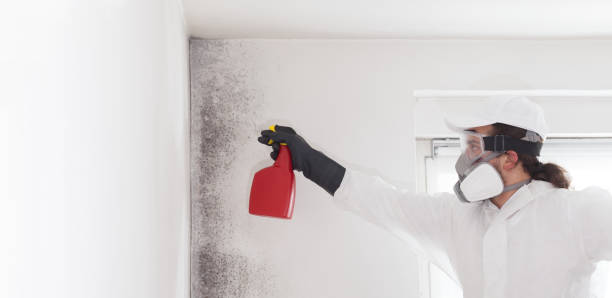 Best Certified Mold Removal  in Sparta, IL