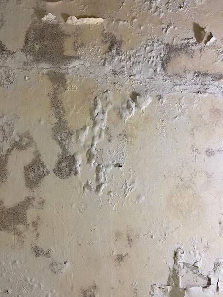 Best Residential Mold Removal  in Sparta, IL