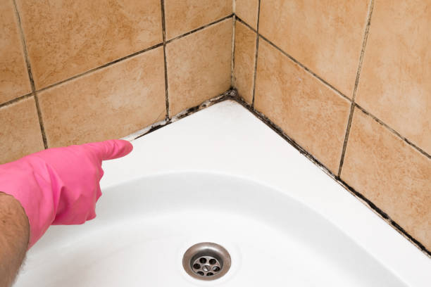 Mold Removal Process in Sparta, IL
